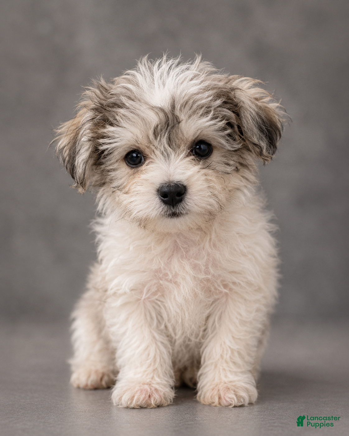 Yochon dogs for sale: Misty - Ad 4