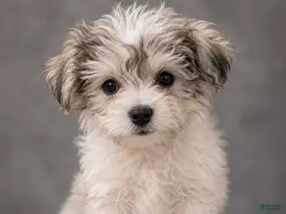 Yochon dogs Misty - Ad 35