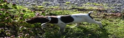 German Shorthaired Pointer dogs for sale: Buck - Ad 42