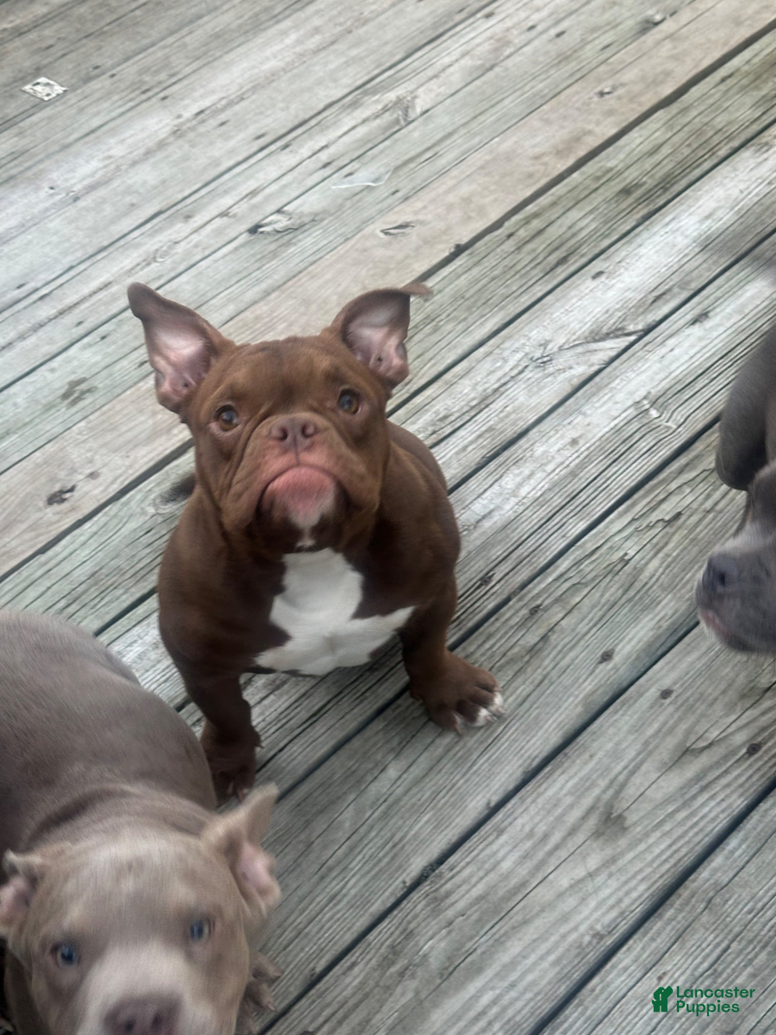 American Bully dogs Foxy - Ad 2