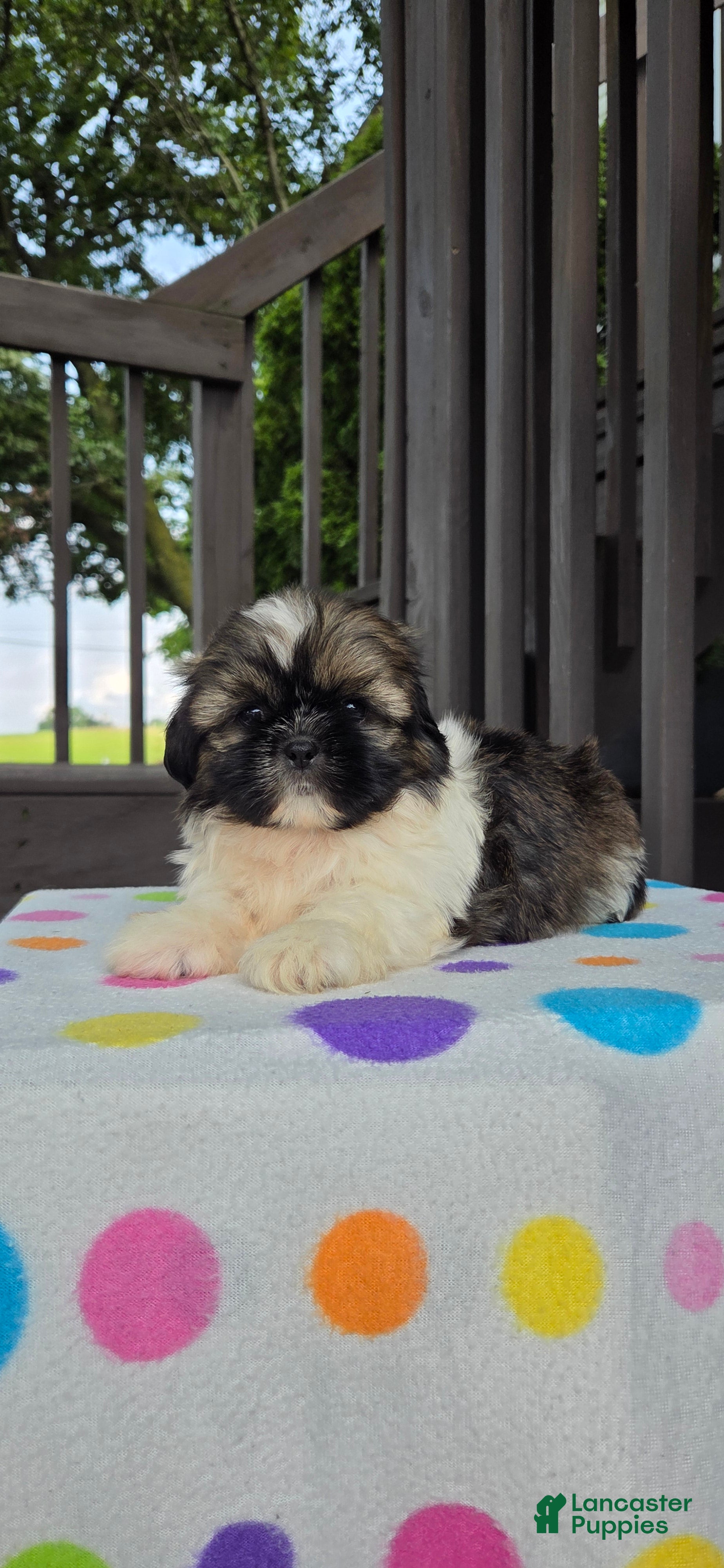 Shih Tzu dogs for sale: Omar - Ad 3