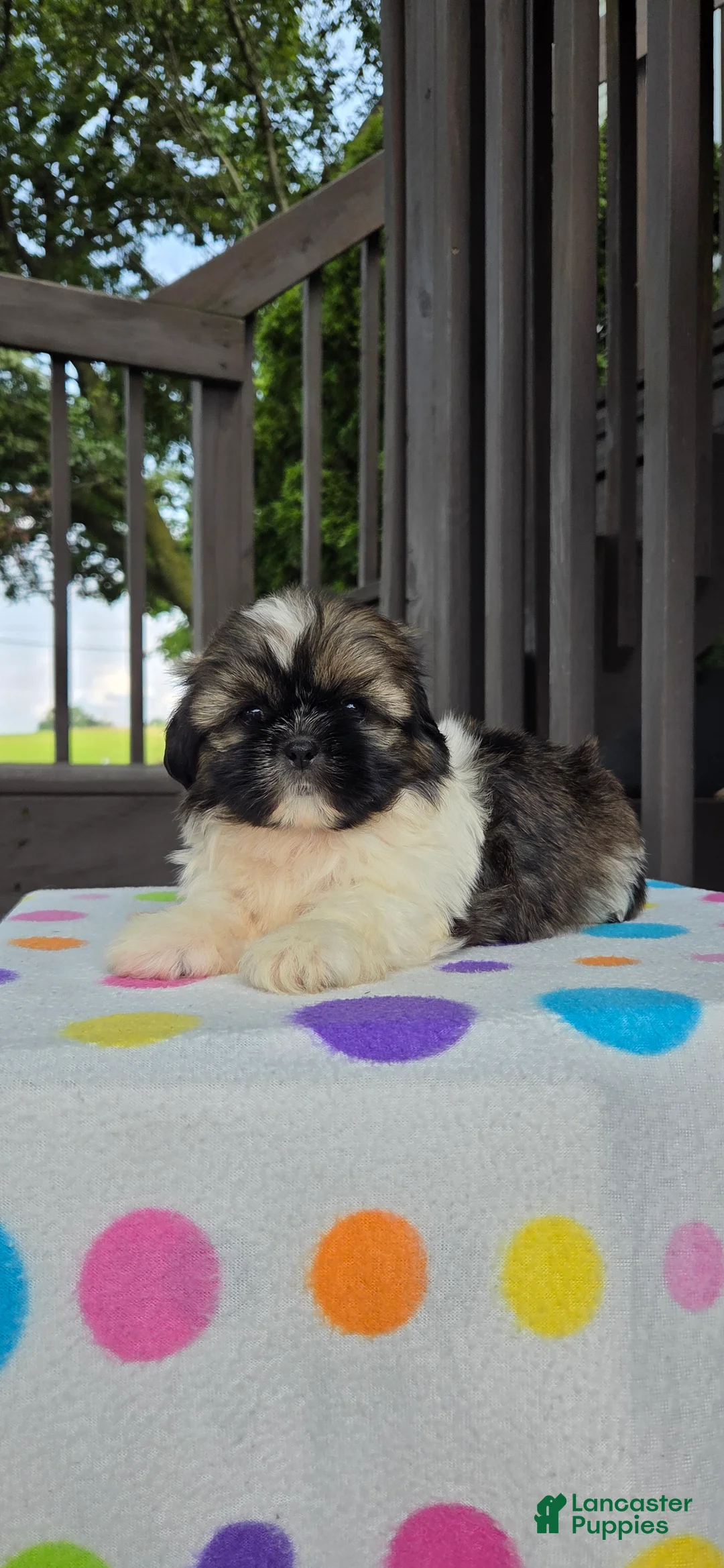 Shih Tzu dogs for sale: Omar - Ad 1