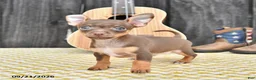 Chihuahua dogs for sale: Jinx - Ad 3