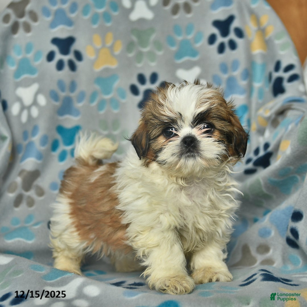 Shih Tzu dogs for sale: Merry - Ad 2