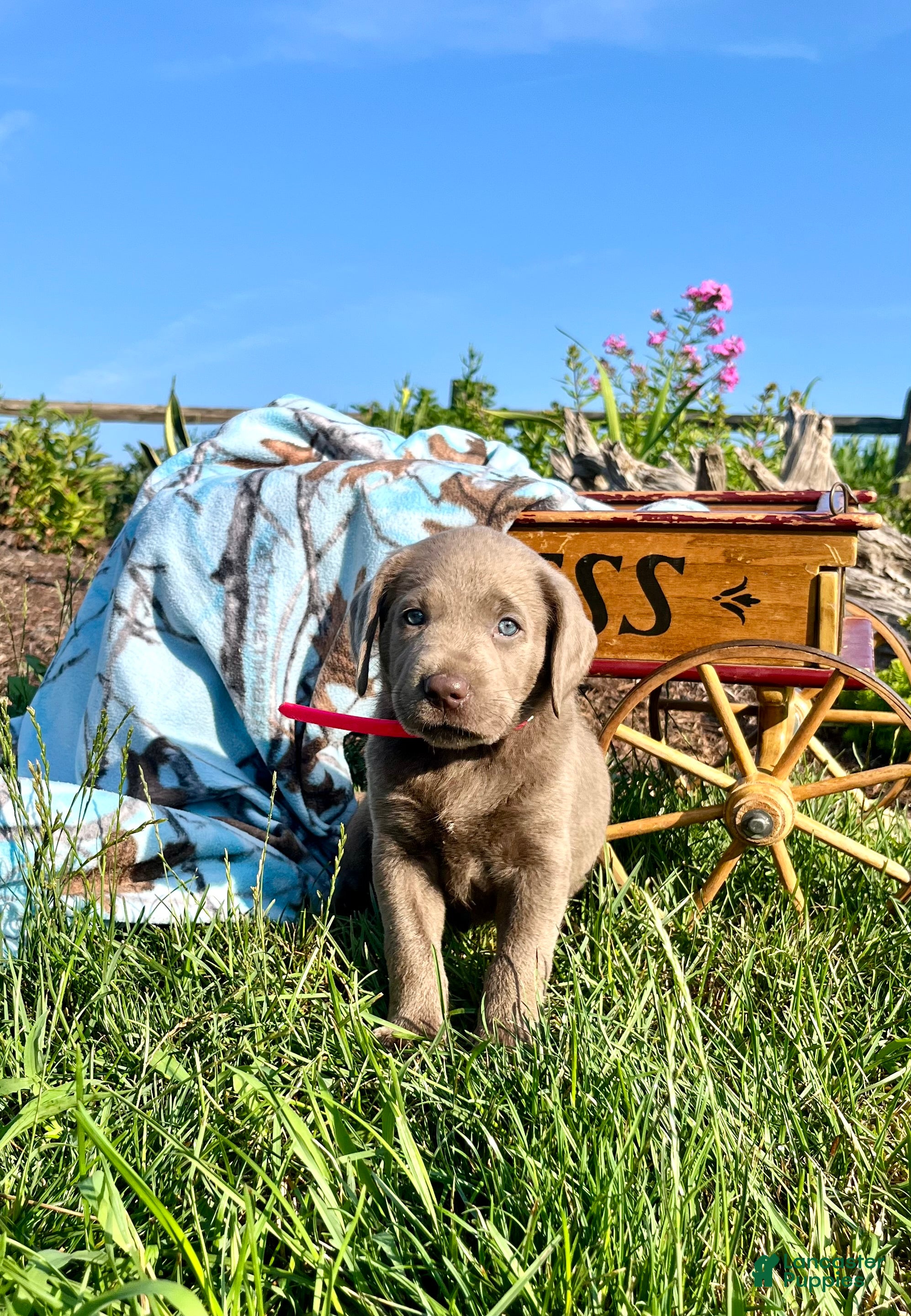 Labrador Retriever dogs TAFFY❤️AKC Hip Cert pink  - Ad 1