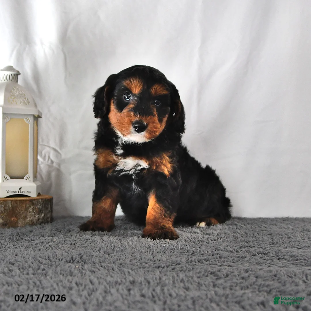 Mini Aussiedoodle dogs for sale: Lucy - Ad 4