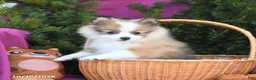 Pomeranian dogs for sale: Lucky - Ad 4
