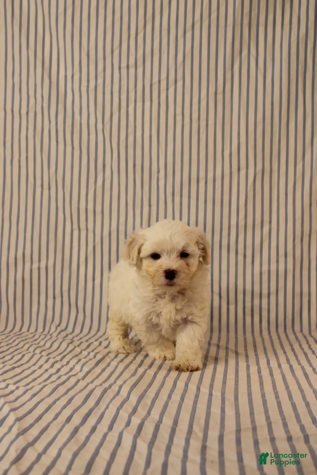 Maltipoo dogs for sale: Jonas - Ad 4