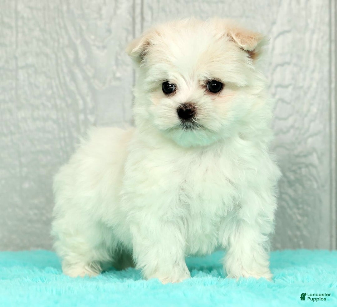 Maltese dogs for sale: Benji - Ad 4