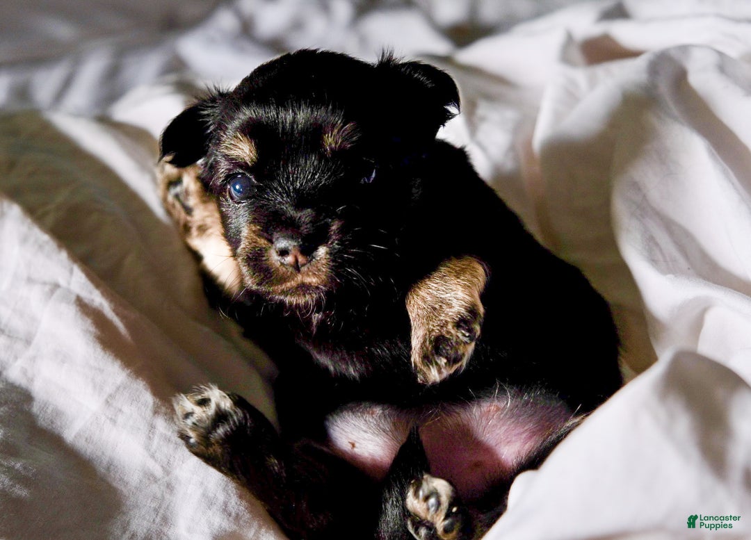 Chihuahua Rat Terrier Rottweiler Mix Rat Terrier Chihuahua Pug Mix