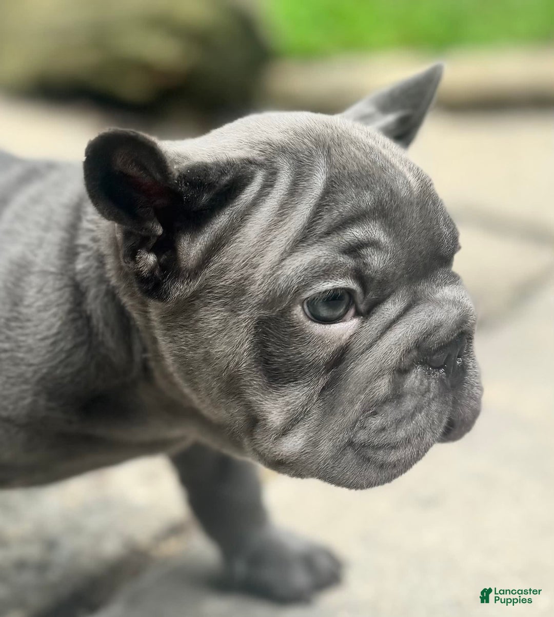 Blue for sale in Paterson Lancaster Puppies