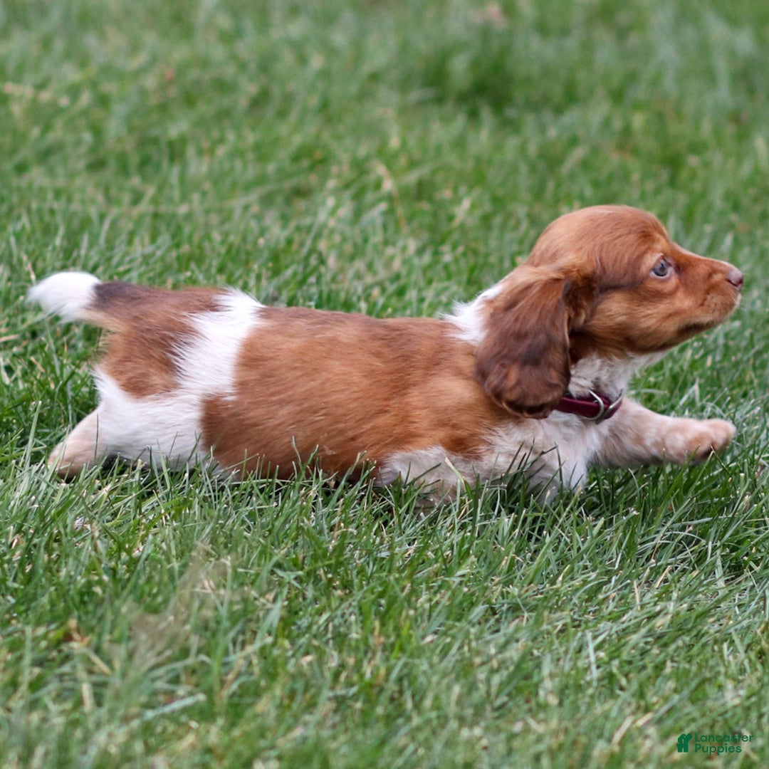 Dachshund dogs for sale: Hattie - Ad 5
