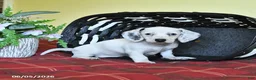 Miniature Dachshund dogs for sale: Kathleen - Ad 1