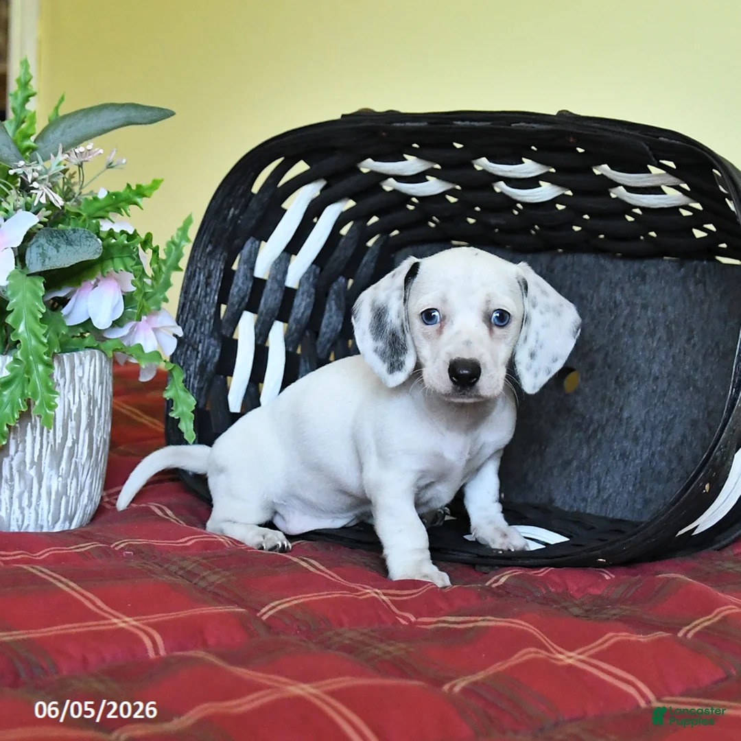 Miniature Dachshund dogs for sale: Kathleen - Ad 1