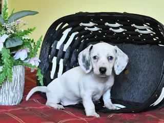 Miniature Dachshund dogs for sale: Kathleen - Ad 1