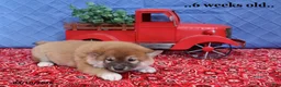 Shiba Inu dogs for sale: Ian - Ad 8