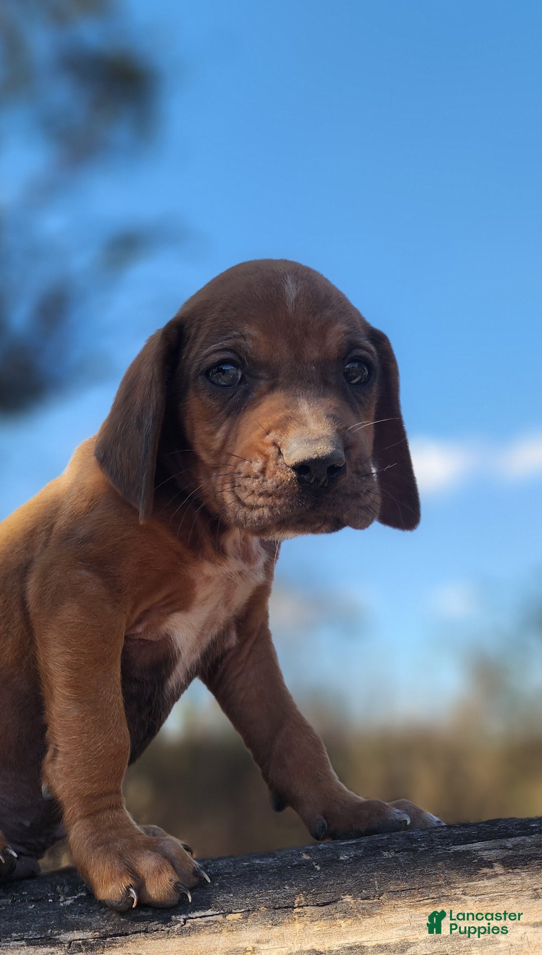 Mixed Breed dogs for sale: Fall 2025 Bloodahoula Male 2 - Ad 2