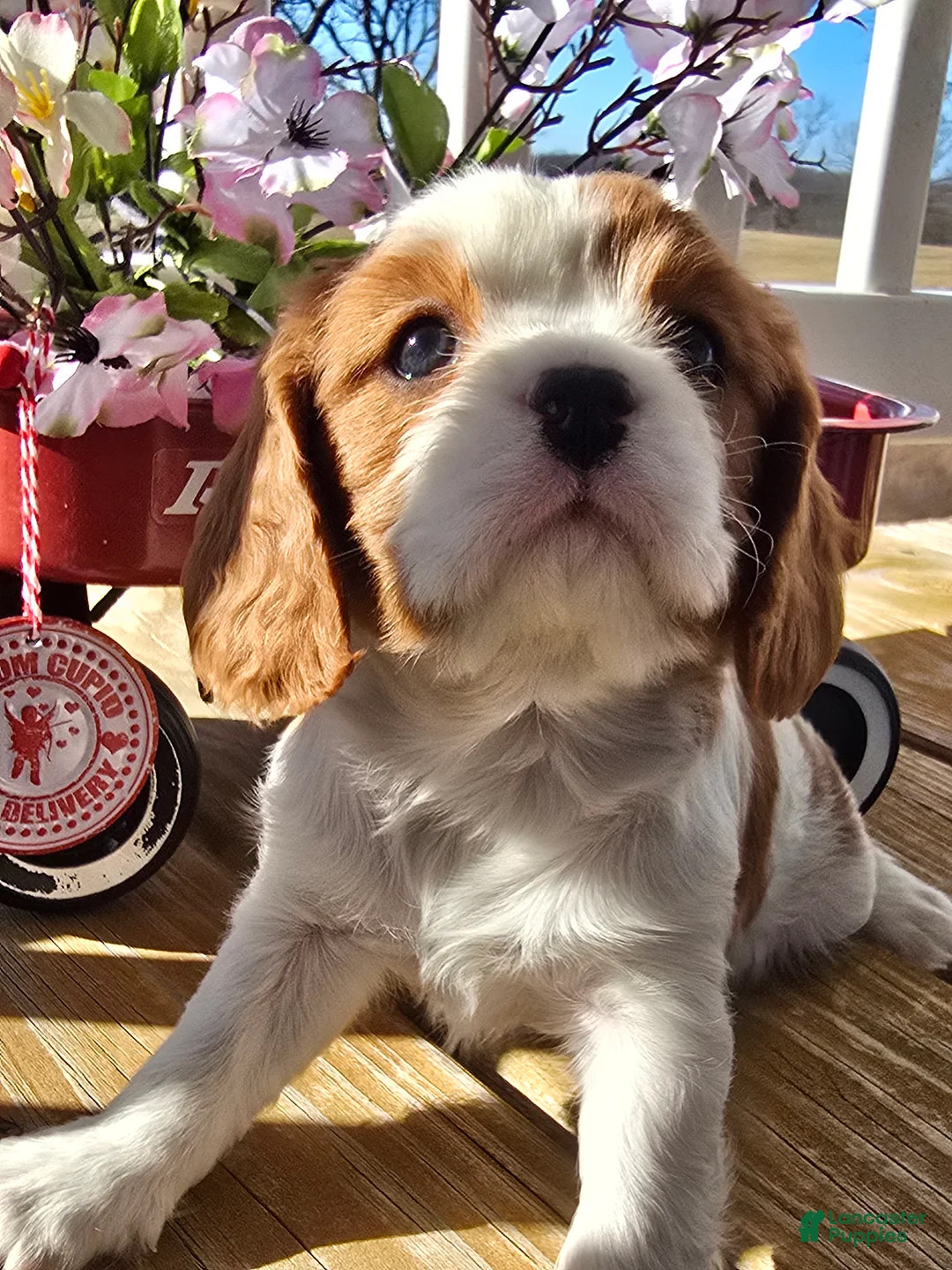 Cavalier King Charles Spaniel dogs for sale: Dolly - Ad 11