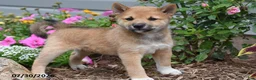 Shiba Inu dogs for sale: Juniper - Ad 1