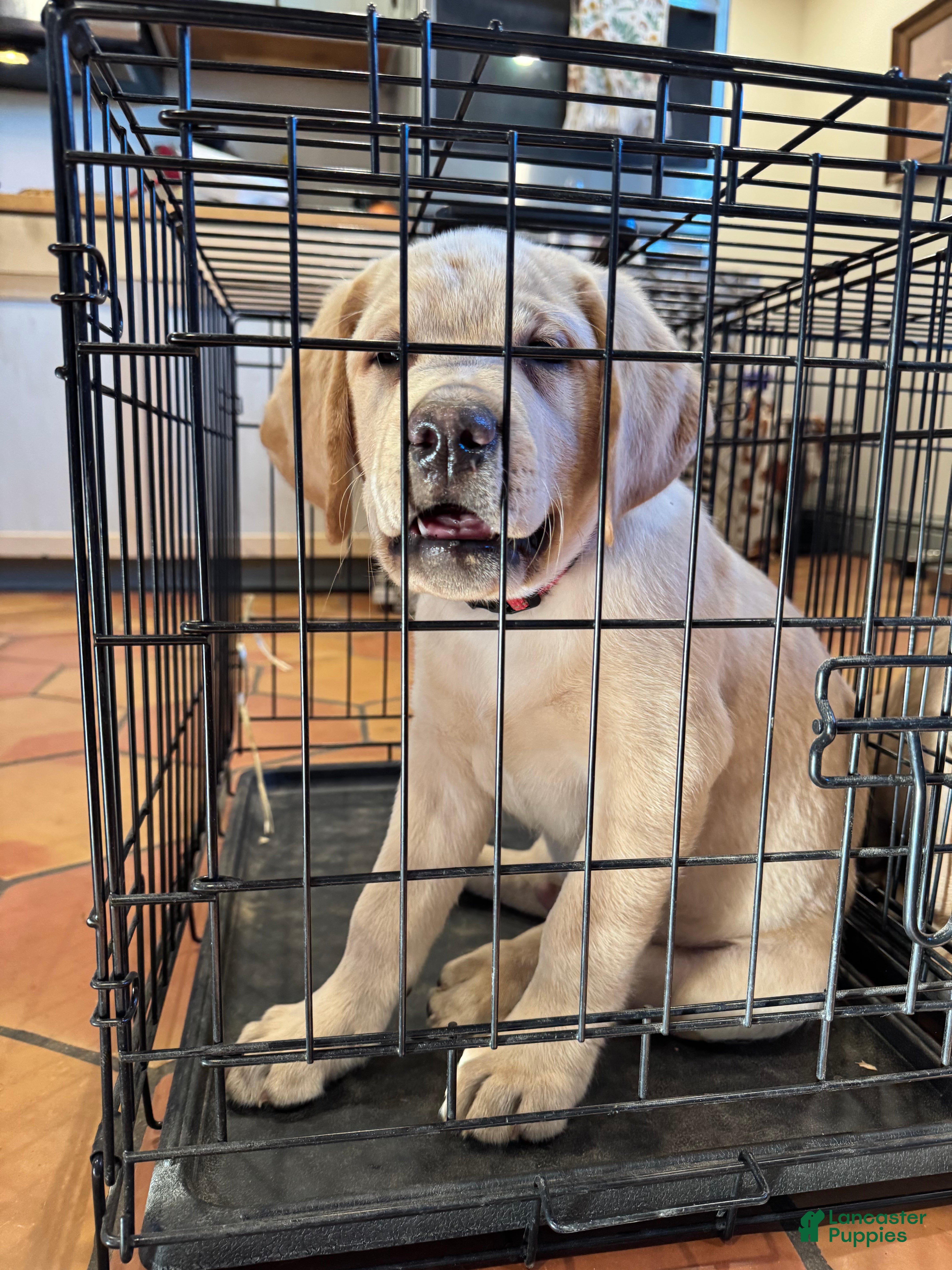 Labrador Retriever dogs Ketchup- Red collar - Ad 2