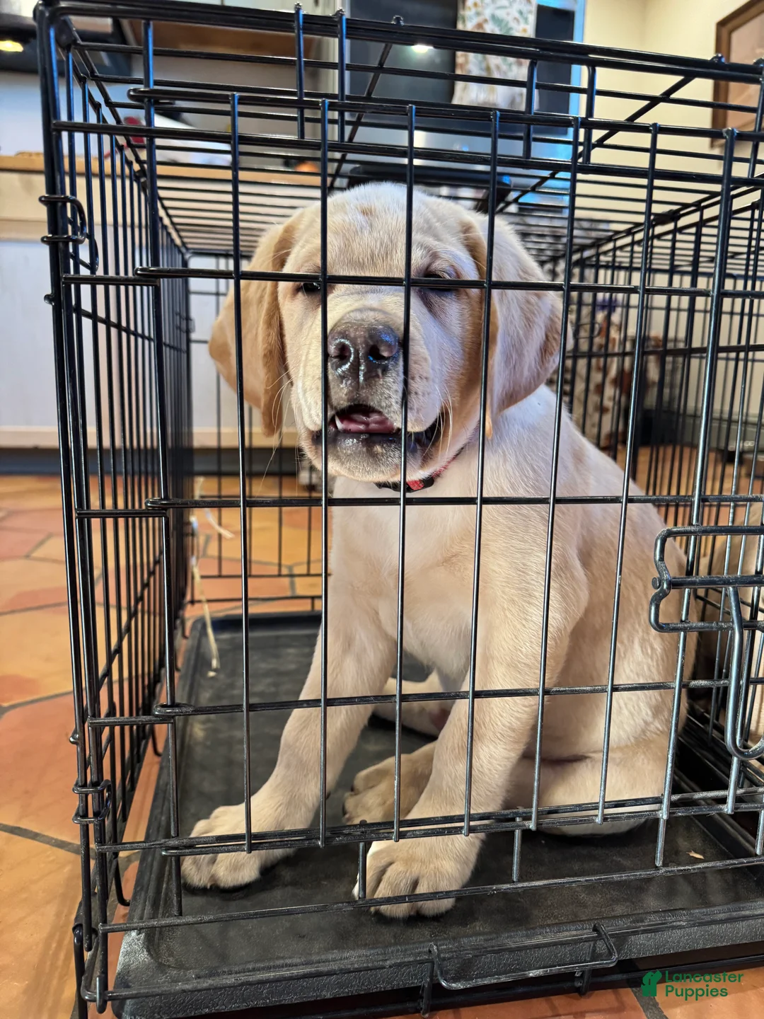 Labrador Retriever dogs for sale: Ketchup- Red collar - Ad 1