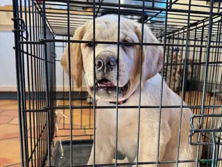 Labrador Retriever dogs Ketchup- Red collar - Ad 10