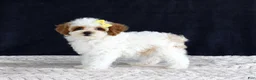 Toy Poodle dogs for sale: Poppy - Ad 8