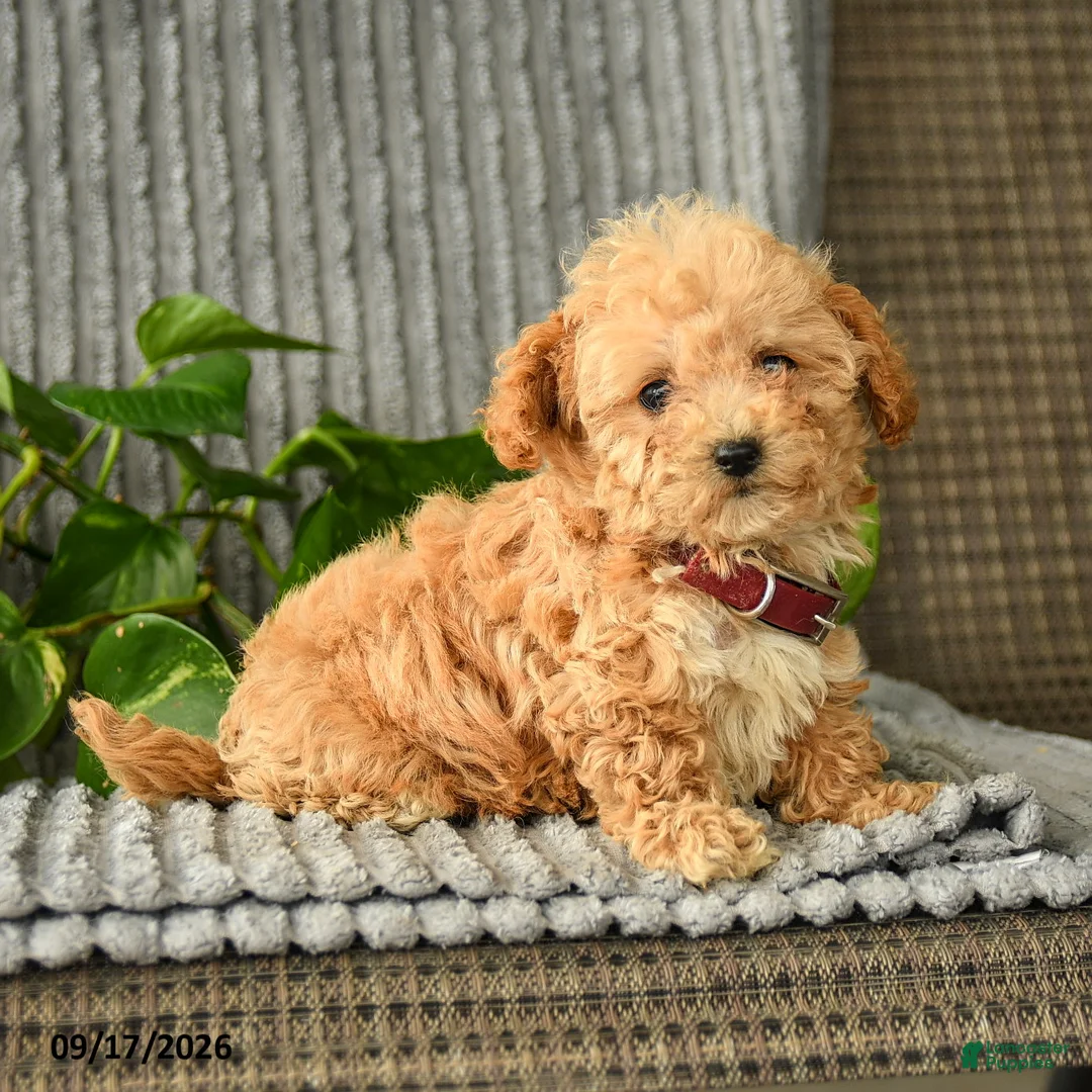 Bichpoo dogs for sale: Carol  - Ad 3