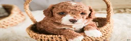 Miniature Poodle dogs for sale: Ellie - Ad 3