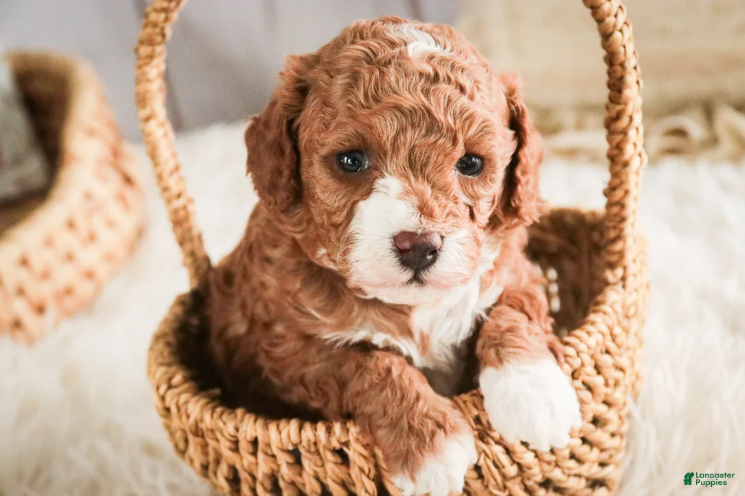 Miniature Poodle dogs for sale: Ellie - Ad 3