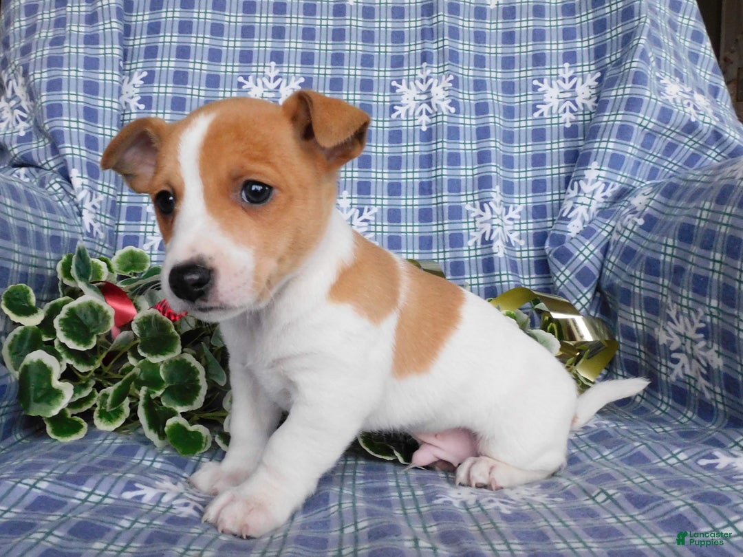 Jack Russell Terrier dogs for sale: Duke - Ad 2