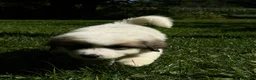 Great Pyrenees dogs for sale: Great Pyrenees pup - Ad 3