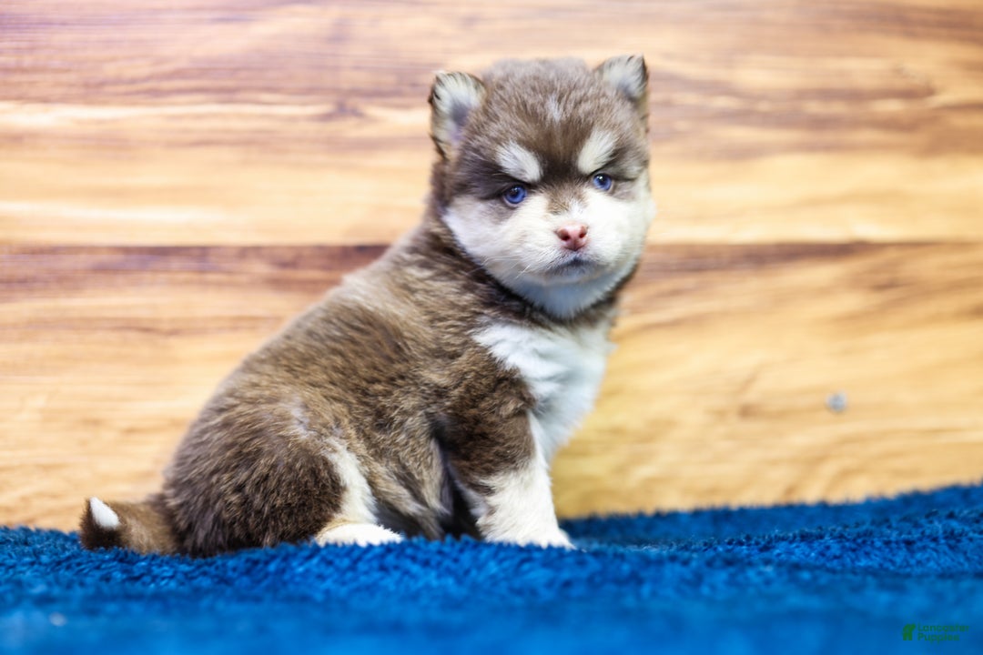 Pomsky dogs for sale: Cinnamon - Ad 4