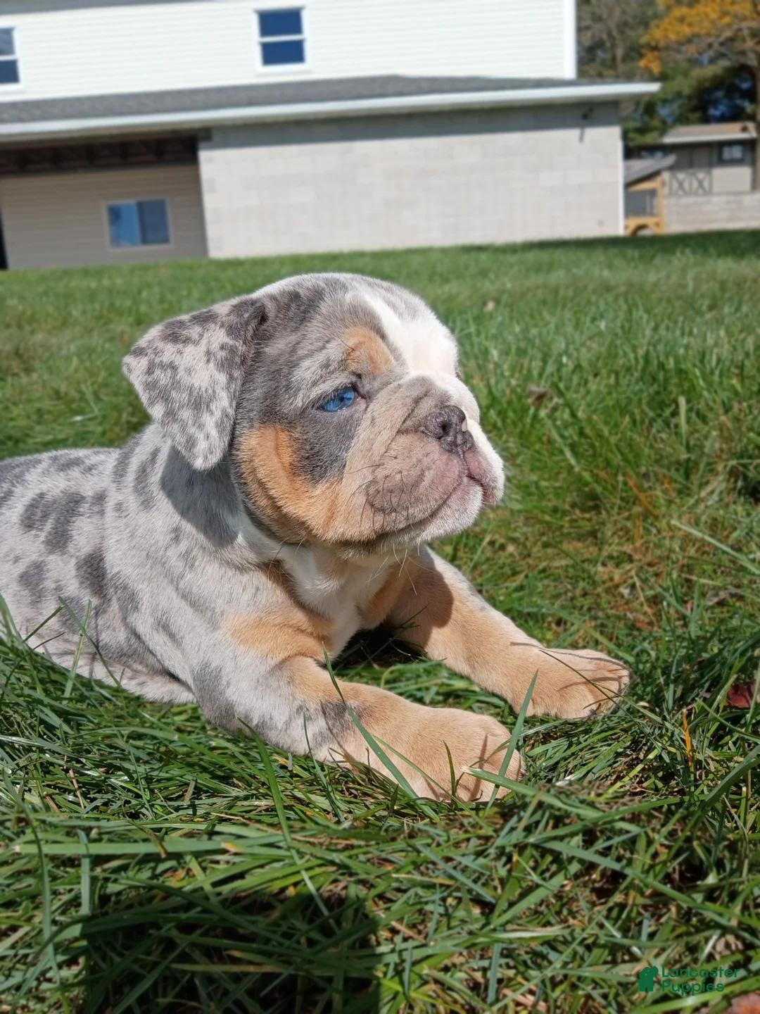 English Bulldog dogs for sale: Pebbles  - Ad 2
