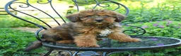 Mixed Breed dogs for sale: Payton - Ad 3