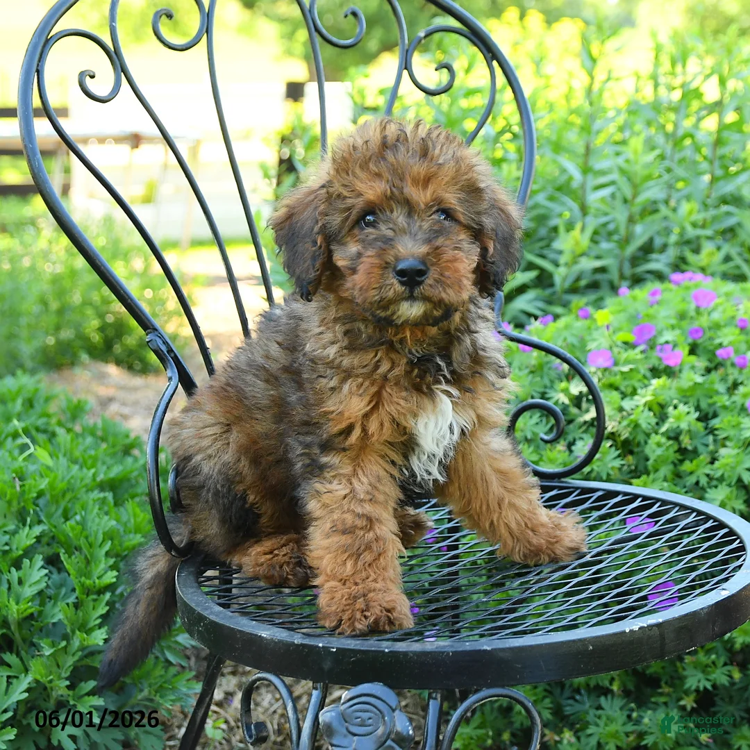 Mixed Breed dogs for sale: Payton - Ad 3
