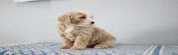 Mini Goldendoodle dogs for sale: Vinnie - Ad 6