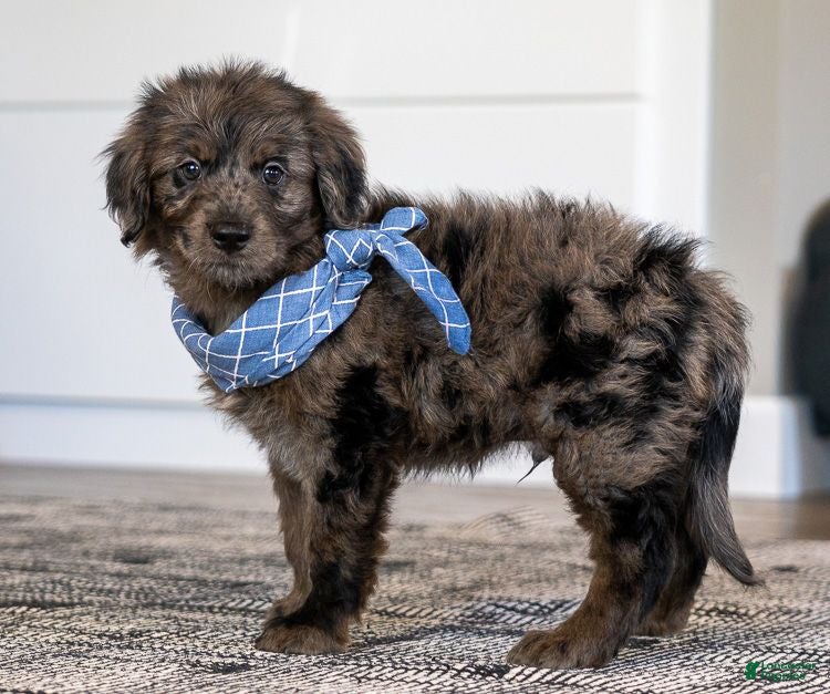 Mini Goldendoodle dogs Mr Magnus (Mini) - Ad 1