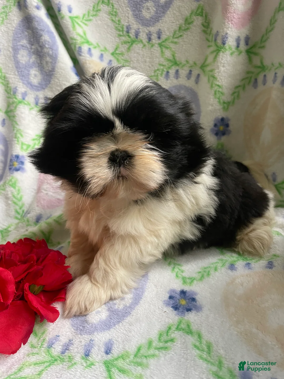 Shih Tzu dogs for sale: Frankie - Ad 4