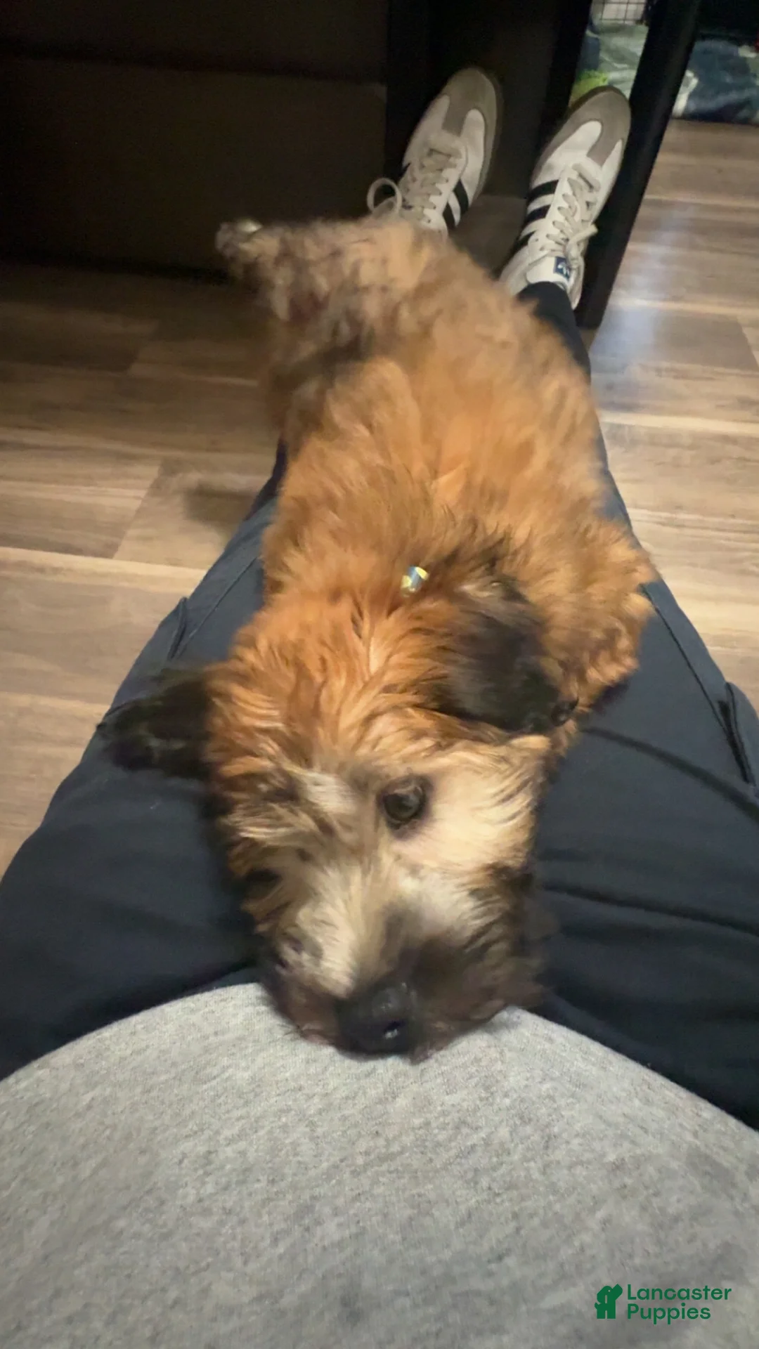 Soft Coated Wheaten Terrier dogs for sale: Soft Coated Wheaten Terrier Puppy 1 - Ad 2