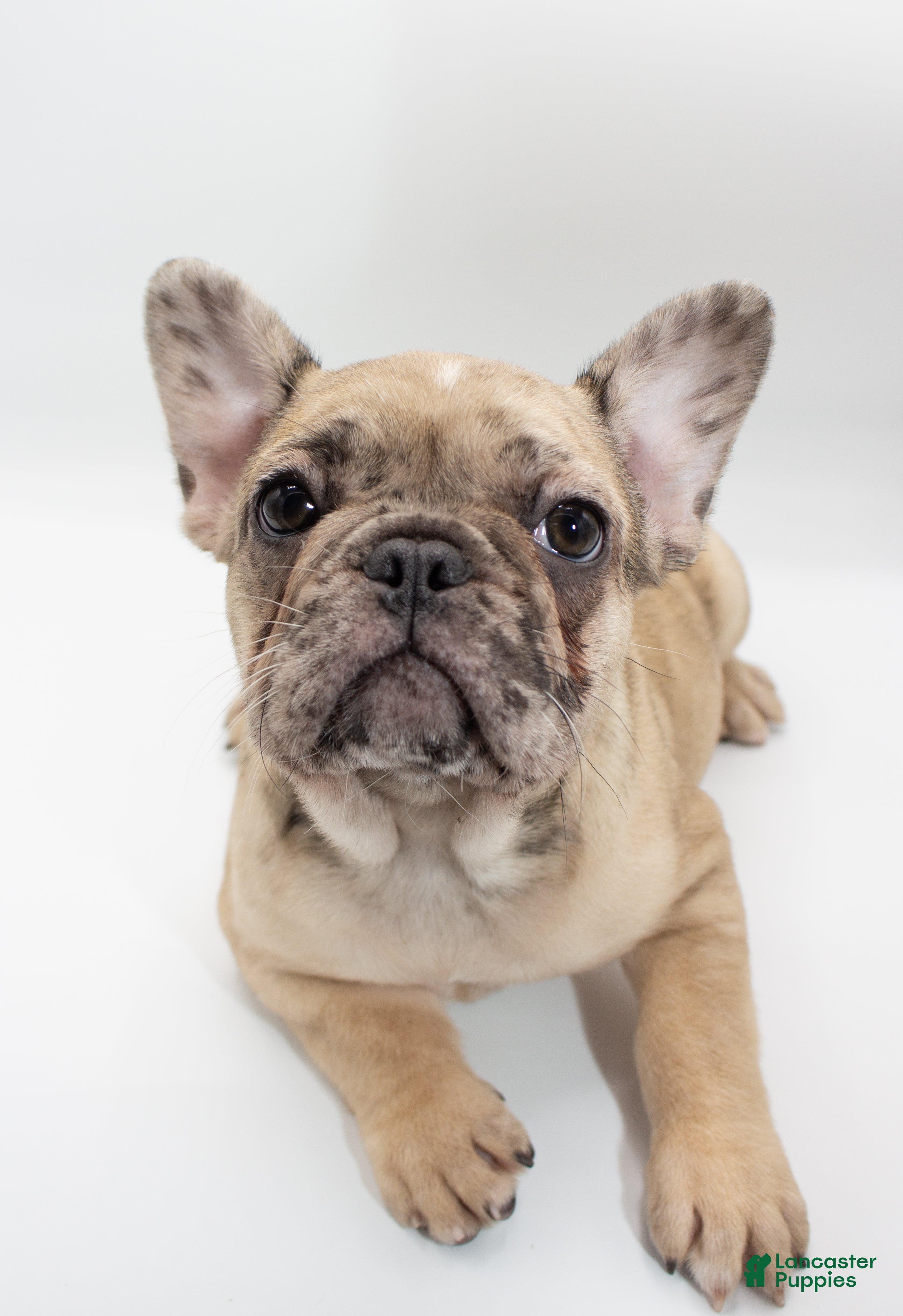 Parti color French Bulldog Puppies for sale Lancaster Puppies
