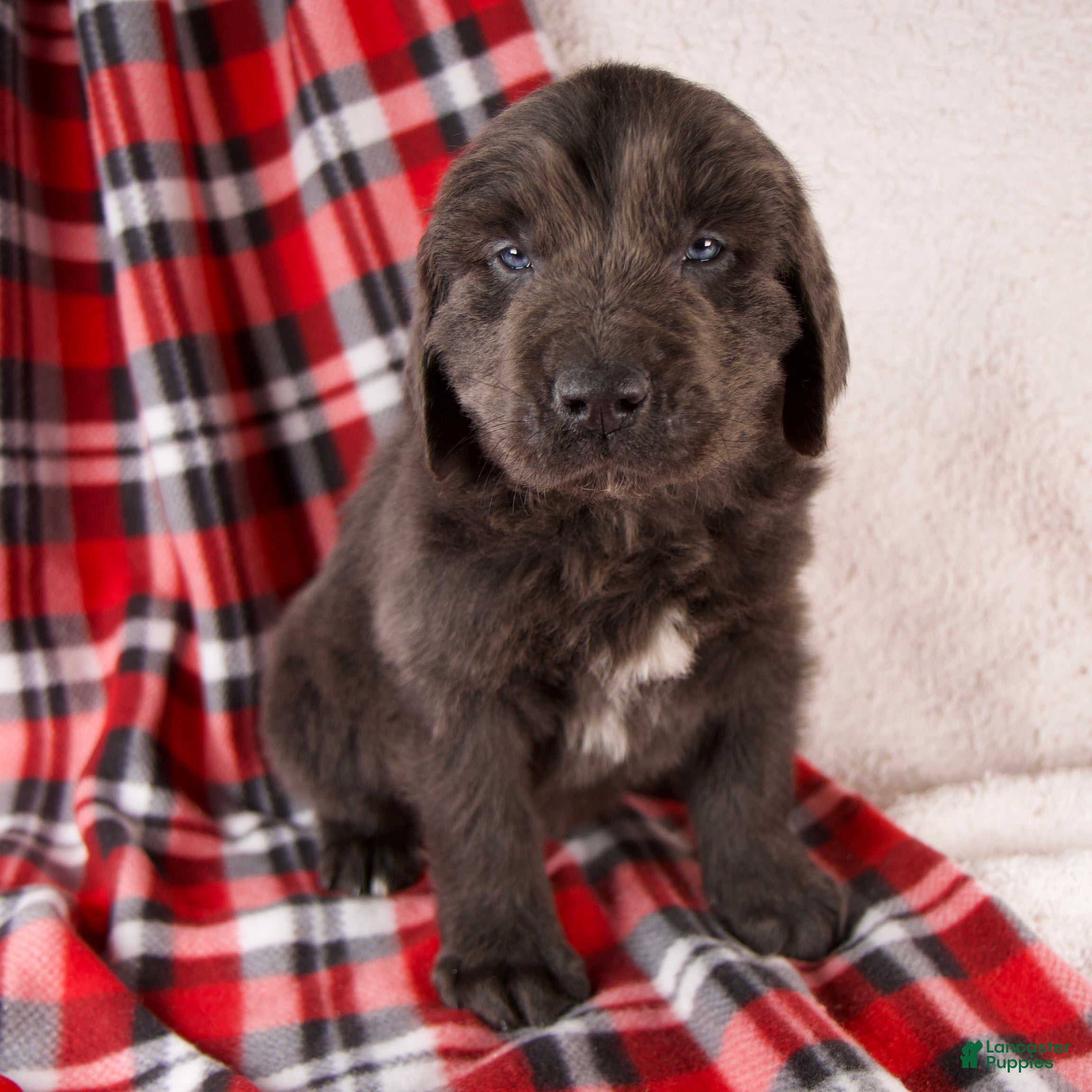 Newfoundland dogs Forrest - Ad 8