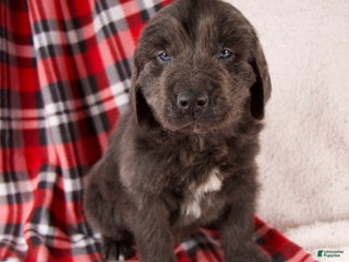 Newfoundland dogs Forrest - Ad 30