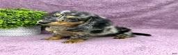 Miniature Dachshund dogs for sale: Hailey - Ad 5