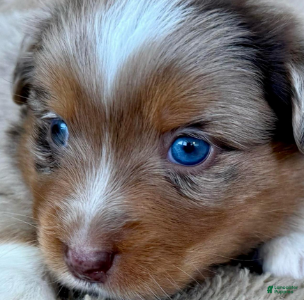 Miniature Australian Shepherd dogs Uriah - Ad 2