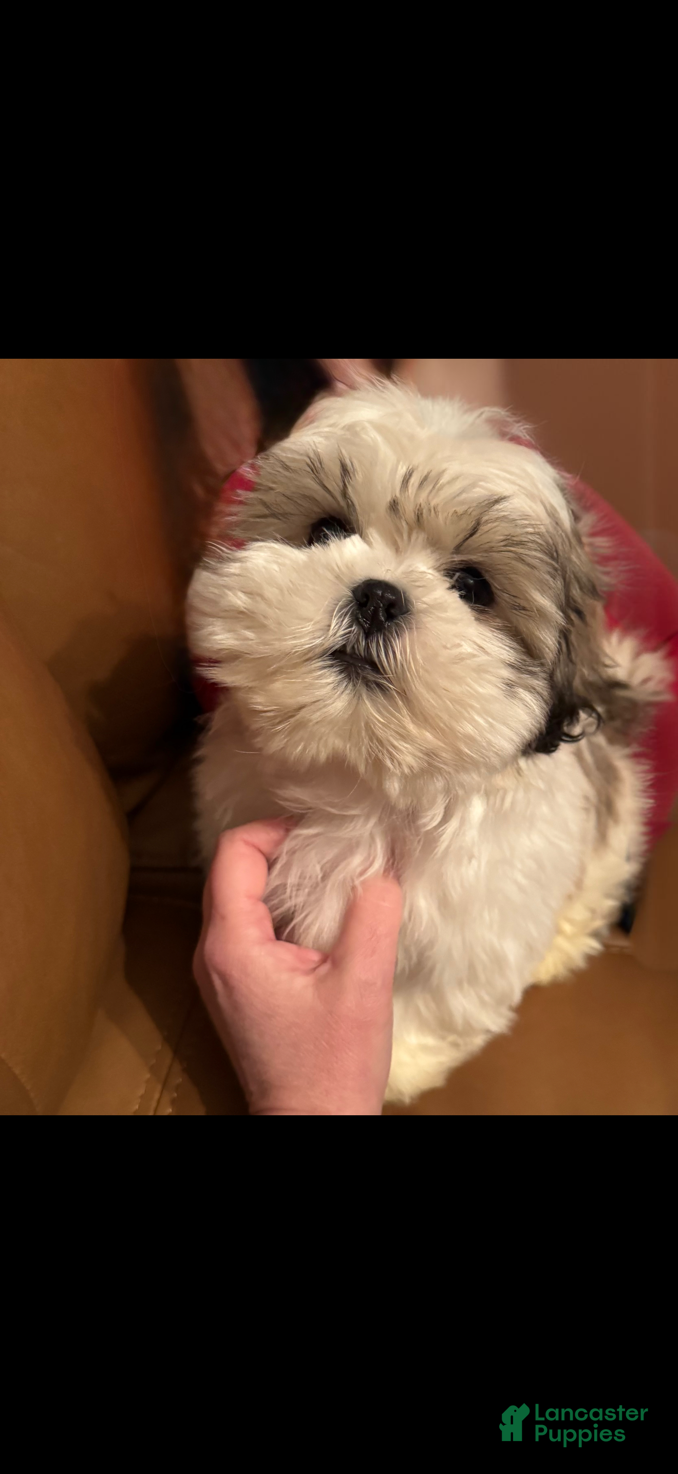 Shih Tzu dogs Shih Tzu Puppy 1 - Ad 35