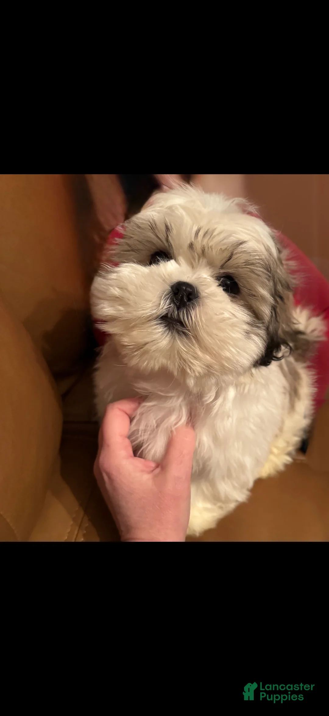Shih Tzu dogs for sale: Shih Tzu Puppy 1 - Ad 1