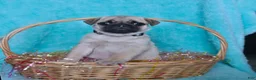 Pug dogs for sale: Paddington - Ad 3