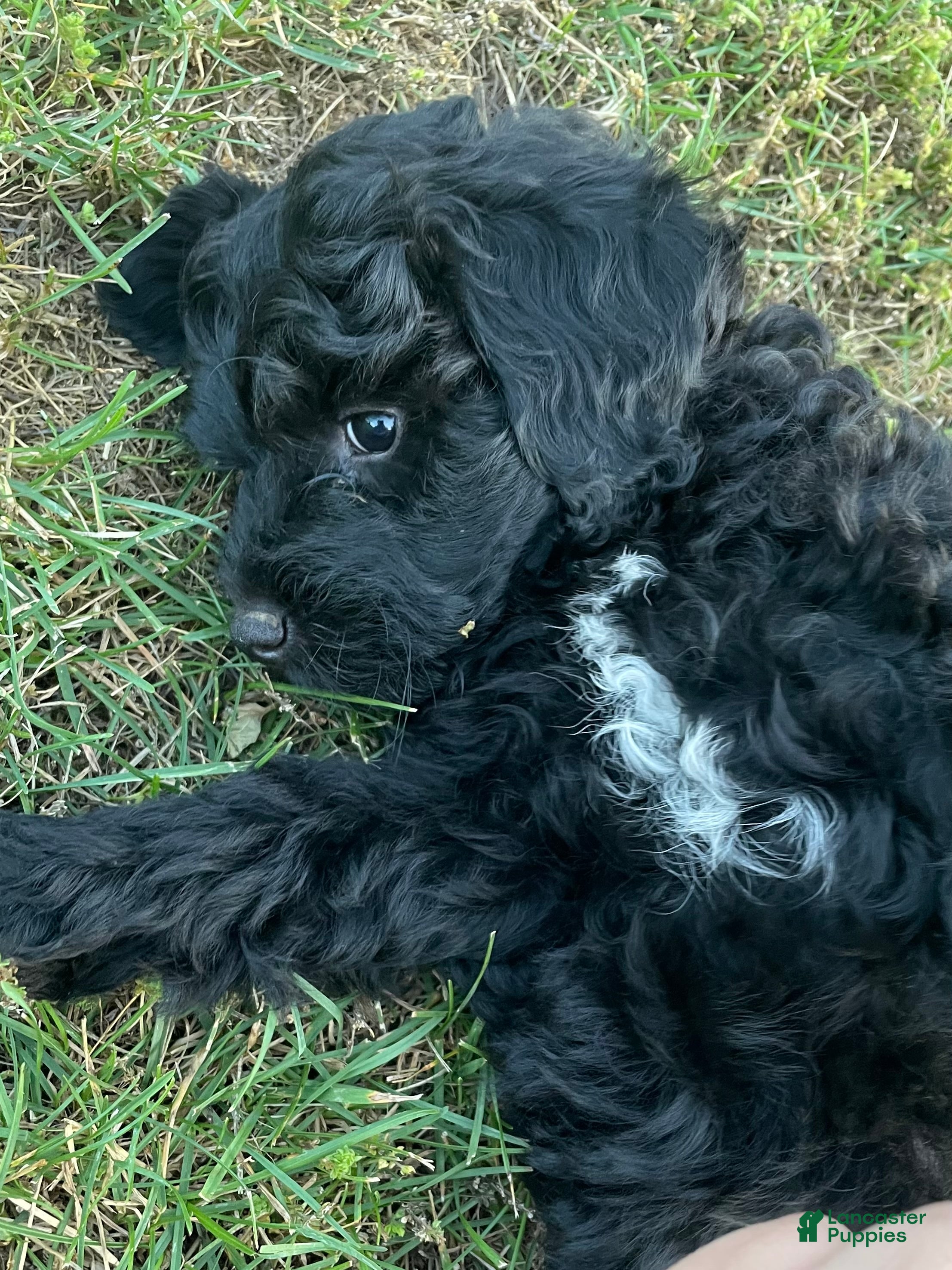 Miniature Poodle dogs Jimmy - Ad 1