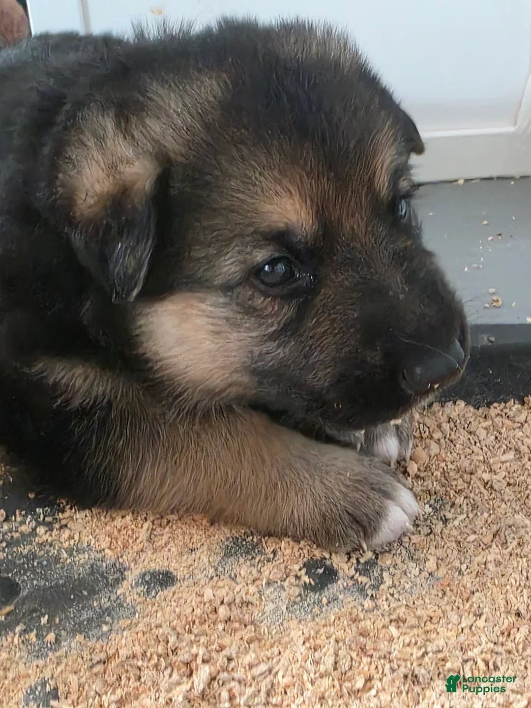 German Shepherd dogs for sale: German Shepherd Puppy 4 - Ad 11